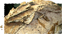 Image: Dinosaur fossil from the death trap.