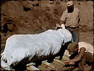 Image: Scientists examining a dino mummy.